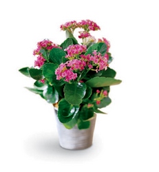 Kalanchoe in a basket -A local Pittsburgh florist for flowers in Pittsburgh. PA